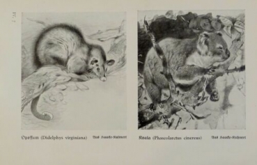 1926 - Opossum, Koala / Bärenwombat, Fuchskusu - alter Druck